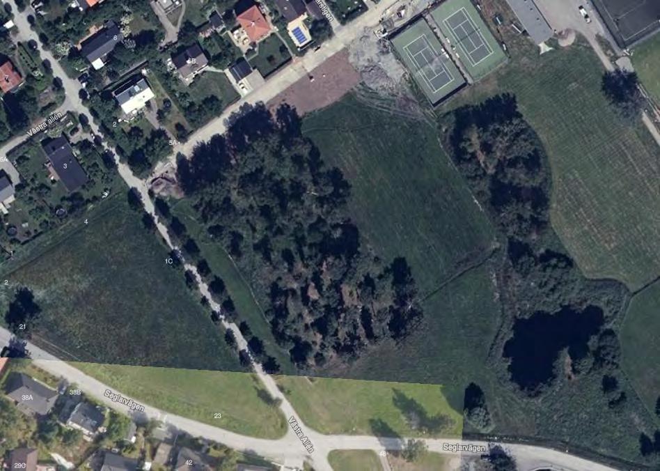 Den matjord som använts vid planens anläggande, visade sig innehålla mängder av björkfrön. Dessa grodde och otaliga björkplantor slog rot.