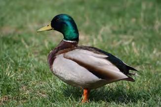 Tyvärr är björkar inte så långlivade, de lever oftast bara runt hundra år. Den åldern har björkdungens träd nu uppnått, med viss råge.