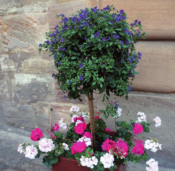 Blomstrande sommarstammar Skapa en skön sommarkänsla