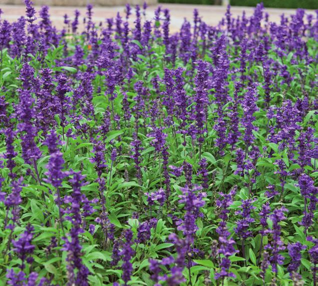 Sommarblommande fjärilsrestaurang Värna om våra