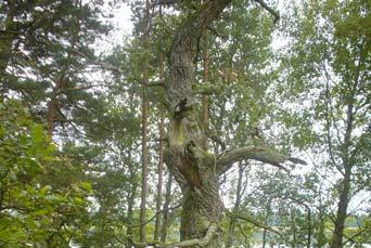 Länsstyrelsen: 2006-06-12 Områdestyp: Natura 2000 område enligt