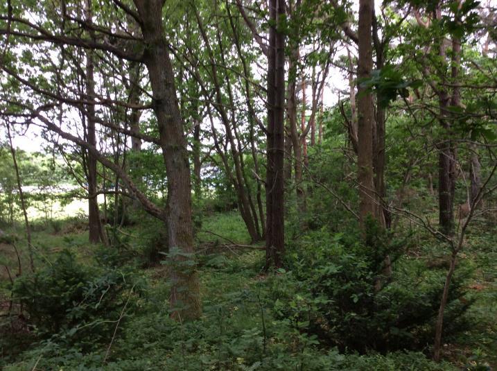 Naturvärdesobjekt 8 Skog med bryn väster om Nolered Naturvärdesklass Naturtyp Biotop Biotopvärde Artvärde Klass 3 Påtagligt naturvärde Motivering Skog och träd Ädellövskog Visst biotopvärde Påtagligt