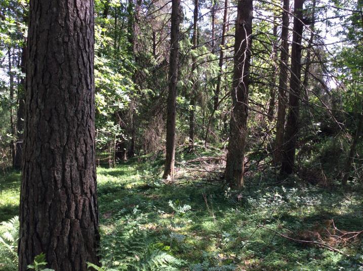 Naturvärdesobjekt 10 Blandskog norr om Amhult Naturvärdesklass Naturtyp Biotop Biotopvärde Artvärde Klass 3 Påtagligt naturvärde Motivering Skog och träd Blandskog Visst biotopvärde Visst artvärde