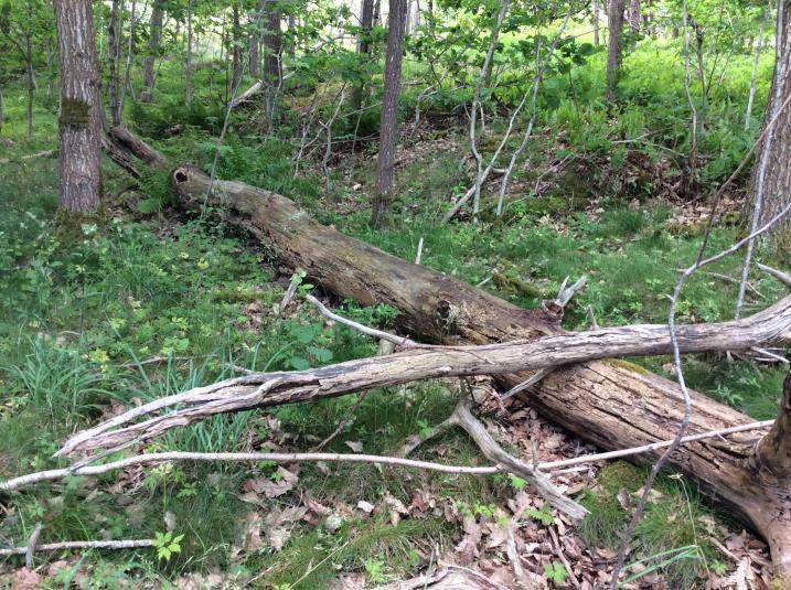 Naturvärdesobjekt 14 Skogsbrant vid Flygledarevägen/Gamla flygplatsvägen Naturvärdesklass Naturtyp Biotop Biotopvärde Artvärde Klass 3 Påtagligt naturvärde Motivering Skog och träd Triviallövskog