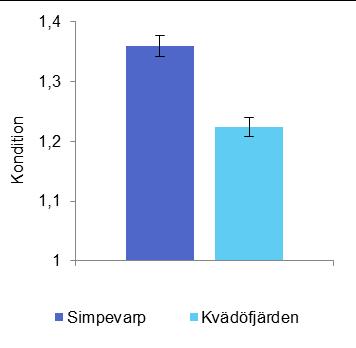 Figur 9. Kondition (medelvärde av Fultons index) för abborrhonor vid Ekö i skärgården söder om Simpevarp och Kvädöfjärden augusti 2018 fångade i nätlänkar.