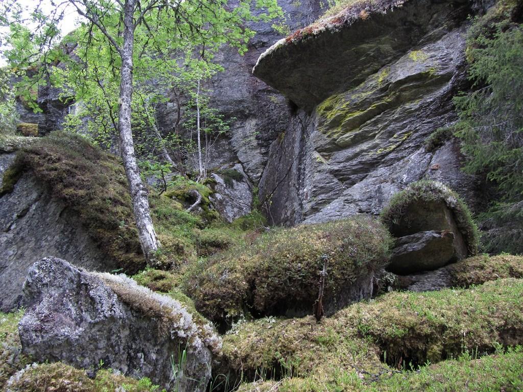 Bild från ravinen som finns i den södra delen av Hottögsrun, en av områdets finaste biotoper.