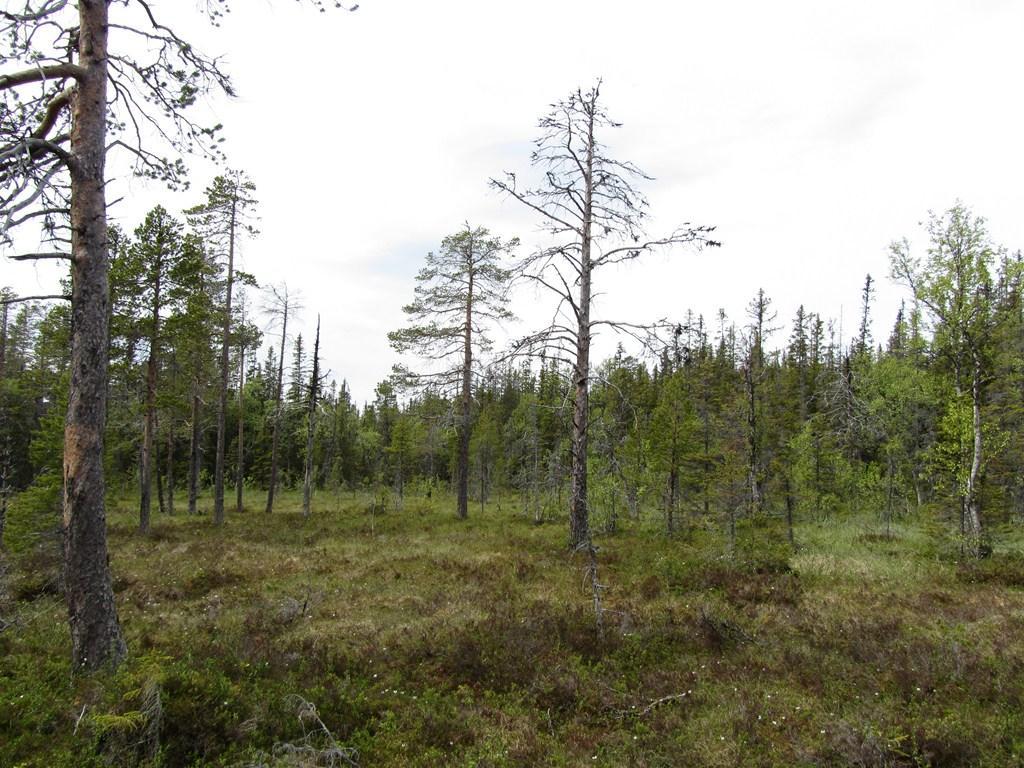 Även om den rekommenderade hänsyn nedan godtagits, är det bra om den som märker ut vägdragningen i fält har kartor och koordinater över naturvärdena.