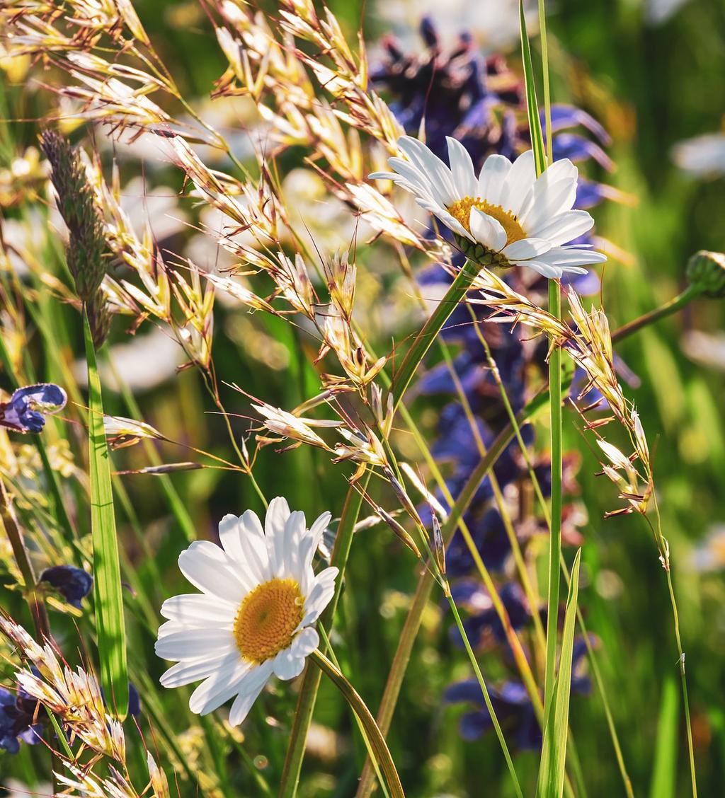 Tyresö PROGRAM Vår & sommar 2019 Kallelse: ÅRSMÖTE 28 mars http://tyreso.