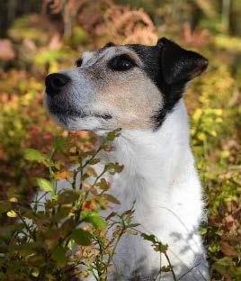 Stjärnfallet Nr 1 2019 Medlemsblad för Blå Stjärnan i Älvsborg -Agility och