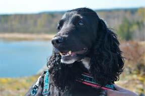 Hundpromenader Välkomna med på Svenska Blå Stjärnans populära promenader! Alla hundar ska vara kopplade.