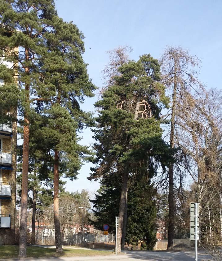 Platsbeskrivning Platsen för den tillkommande bebyggelsen består idag av rester från två tennisplaner som tidigare legat på platsen och rester av en husgrund.