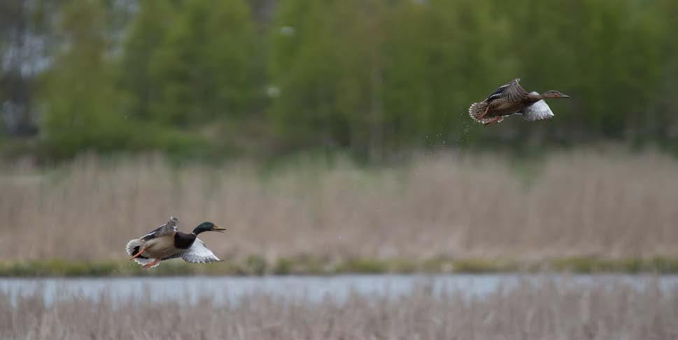 1. Främjande av jakt Vård av habitat Jägarförbundet arbetar för att de internationella målsättningarna för naturens mångfald ska nås i Finland. Våtmarker hör till världens mest hotade biotoper.