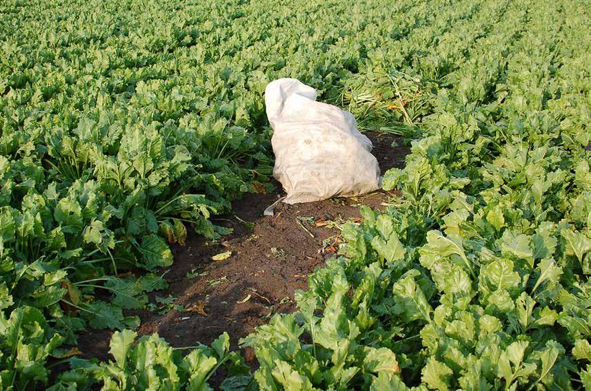 58 Tillväxt till över 20 ton på fyra av 5T-gårdarna Robert Olsson och Otto Nielsen, NBR Nordic Beet Research Varje handskördad parcell består av två rader, 6 m långa.