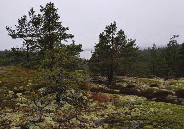 Topografin inom utredningsområdet är kuperad, höglänt och bergig. Undergrunden består till övervägande del av urberg med begränsade partier med tunna moränlager och partier med glacial lera.