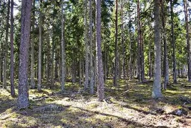 Arealuppgifter (enligt skogsbruksplan) Skogsmark Inägomark Impediment Övrig mark 50,9 ha 3,3 ha 3,6 ha 1,9 ha Total 59,7 ha Ovan arealer är hämtade från