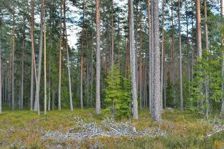 12 i skogsbruksplanen finns en övrig kulturhistorisk lämning registrerad. (Källa Skogsstyrelsen och Riksantikvarieämbetet).