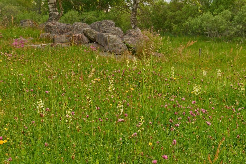 Prioriterad åtgärdsplan för Natura 2000 år 2021-2027 Prioritized Action Framework for Natura 2000 (PAF) Regeringsuppdrag till Naturvårdsverket. Samverkan med bland annat Jordbruksverket.