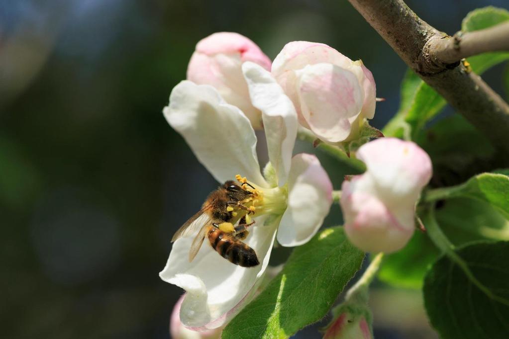 Kartlägga och föreslå insatser för pollinering Regeringsuppdrag 2018