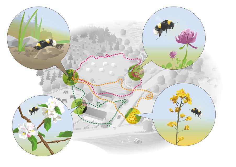 Grön Infrastruktur Kunskapsunderlag om biologisk mångfald ur ett landskapsperspektiv god kunskap om sambanden Grund för att prioritera och prioritera bort Länsstyrelsernas regionala