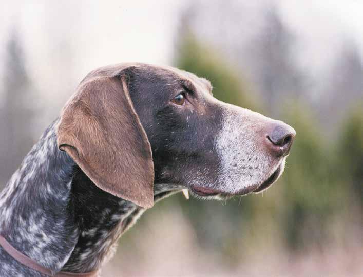 Öron Var uppmärksam på att det förekommer hundar med tunna, vridna (skruvade) öron som är fel och som förtar helhetsintrycket i huvudet.