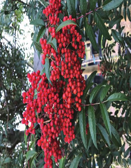 Några intressanta prydnadsträd Sorbus commixta 'Carmencita' E carmencitarönn En mycket söt liten rönn med många attribut.