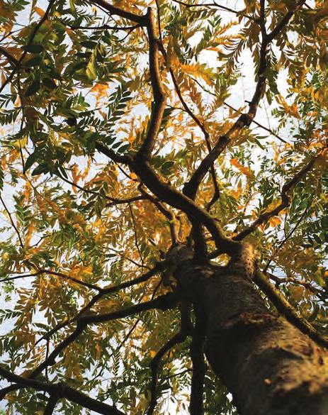 Träd som gynnas av värme Celtis occidentalis - bäralm En torktålig exot för framtiden!