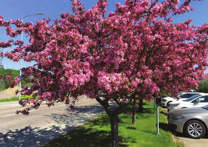 Förhållandevis stora (4 5 cm) skålformade rödrosa blommor.