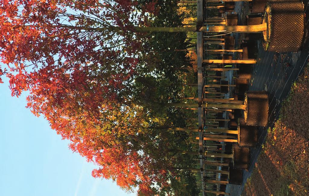 HÖSTFÄRGER Cercidiphyllum japonicum fk Göteborg E katsura Fraxinus ornus mannaask Sorbus