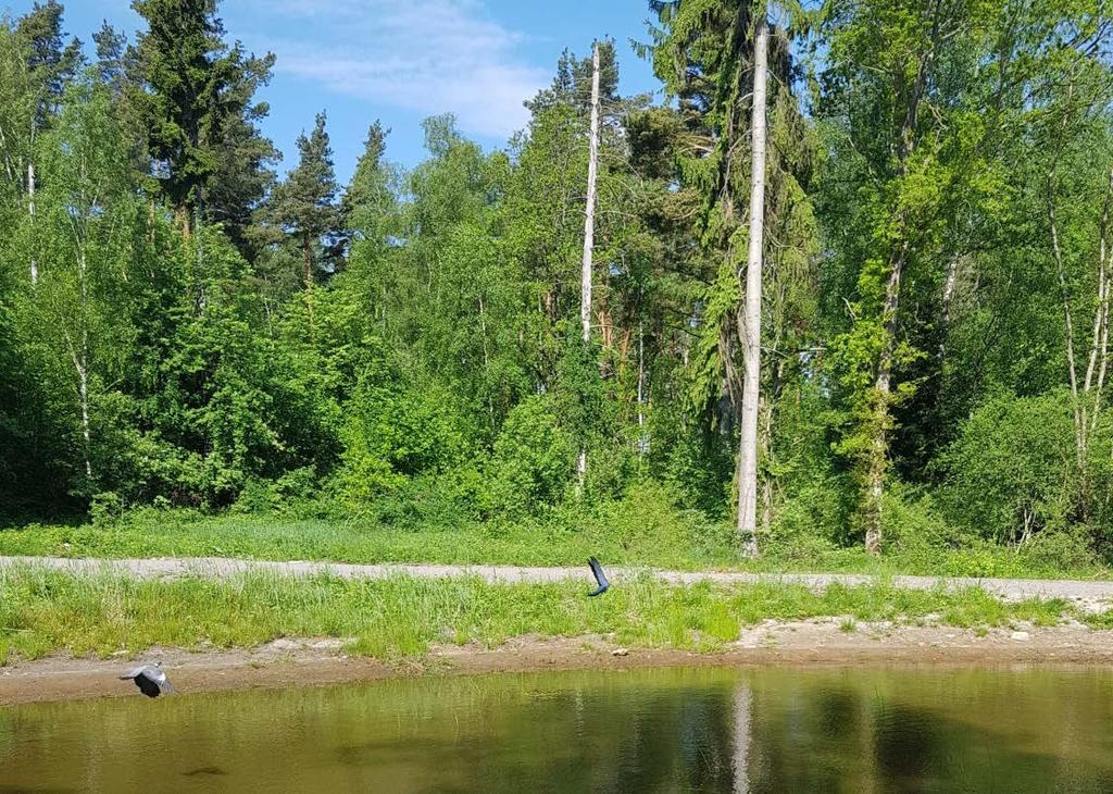 4 (7) Dagvattendammen Stensö 2:3 Dagvattendammen Stensö 2:3 är den som ligger i skogen nära Kungsljuset 3 och bostadskvarteret Hagen. Se bilaga 1 för att se vart den är lokaliserad.