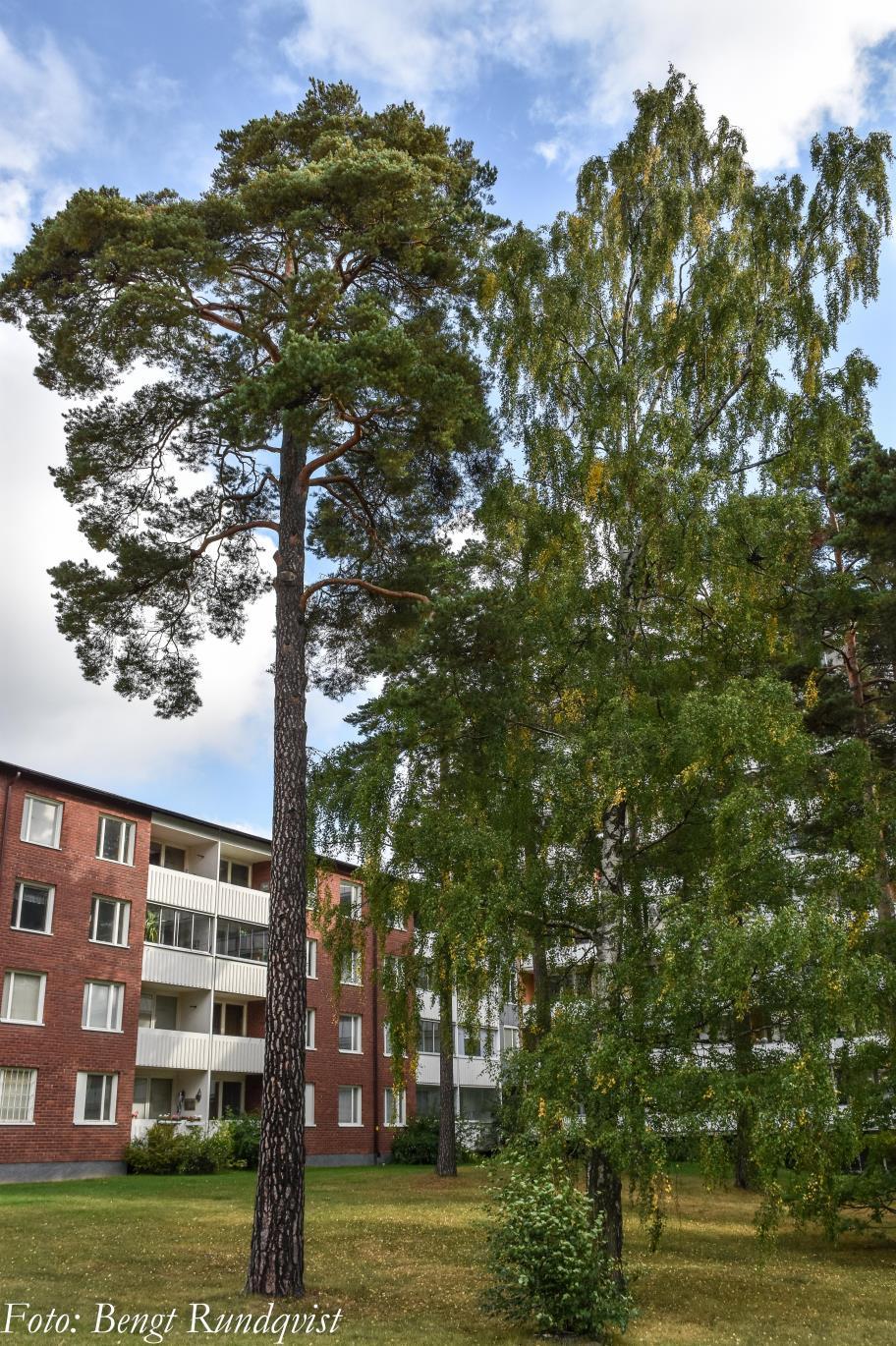 FÖRSLAG Trädvårdsplan upprättad 2017 för BRF Mörbyskogen 1,