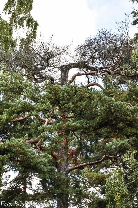 Förord Styrelsen för Brf Mörbyskogen 1 gav 2016 uppdrag till Betula Skog&Trädgård att i samarbete med föreningens utemiljögrupp ta fram en trädvårdsplan. Planen togs fram under 2017.