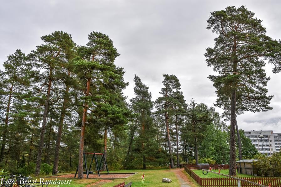 Målsättning Förslag på målsättning och rekommendationer för den trädbevuxna marken o bevara områdets karaktär, en blandning av naturlandskap och anlagd park o bibehåll möjligheten till