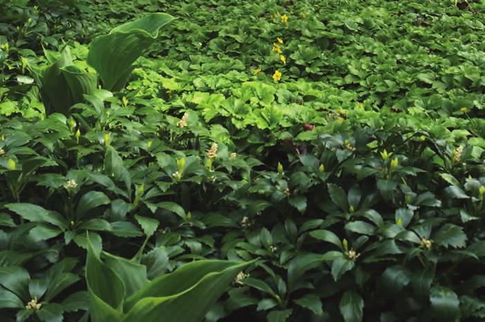 Allchemilla mollis - daggkåpa En robust och starkväxande perenn som frösår sig rikligt. Växer bra på de flesta jordar även fuktiga till delvis blöta jordar.