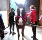 stalltorun@hotmail.com Föreningen arrangerar själv tävlingar i hoppning och dressyr flera gånger om året och även pay-and-rides.
