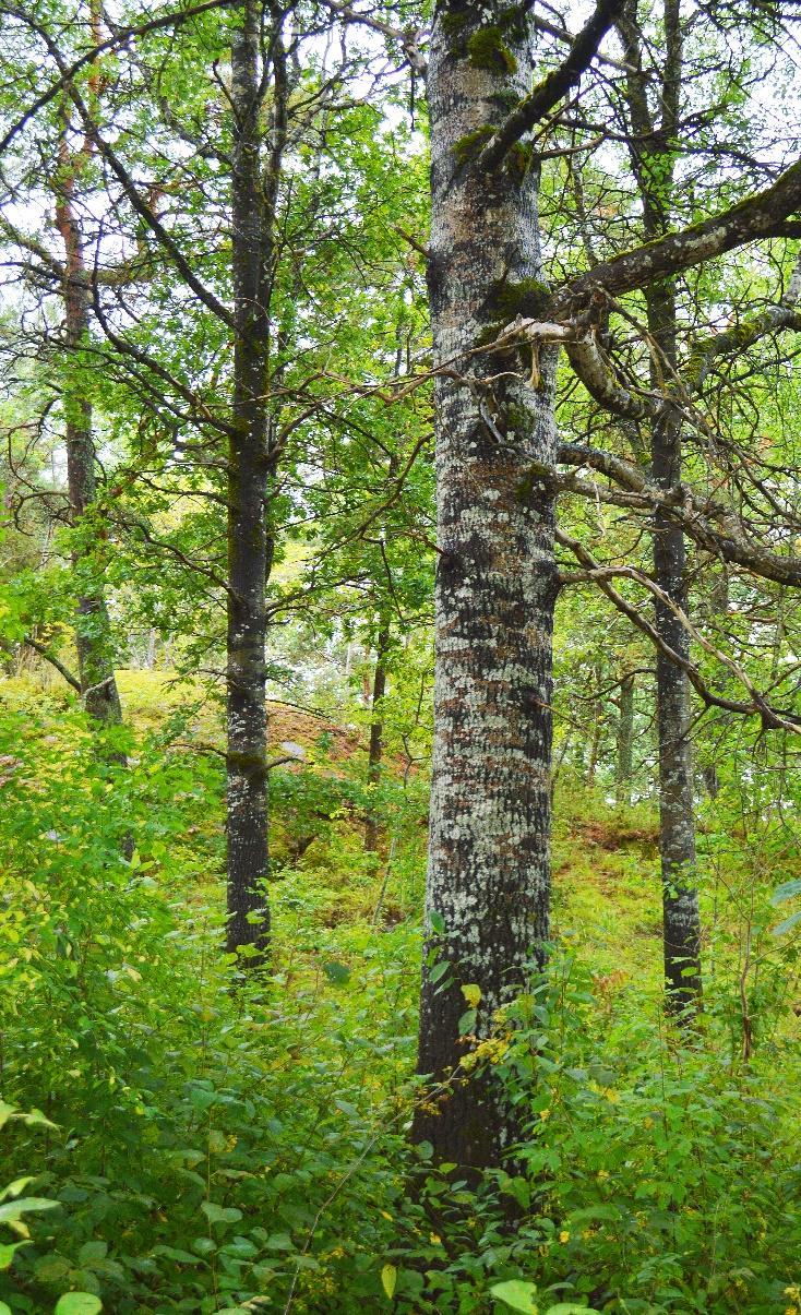 Området mellan Hammarparken/ Rödbergsparken och Hågadalen är mer eller