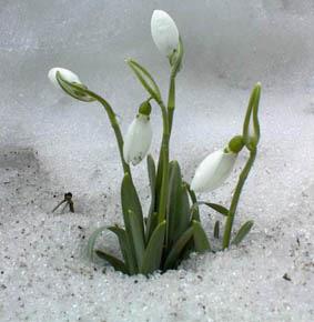 Vice sekreteraren har ordet. Nu blir dagarna längre och ljusare och snart är våren här igen. Vintern har verkligen varit riktigt snörik och vit.