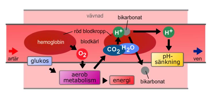 Respiratorisk