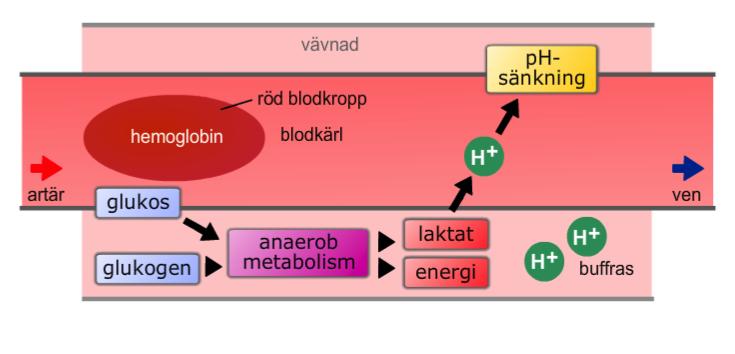 Metabolisk acidos