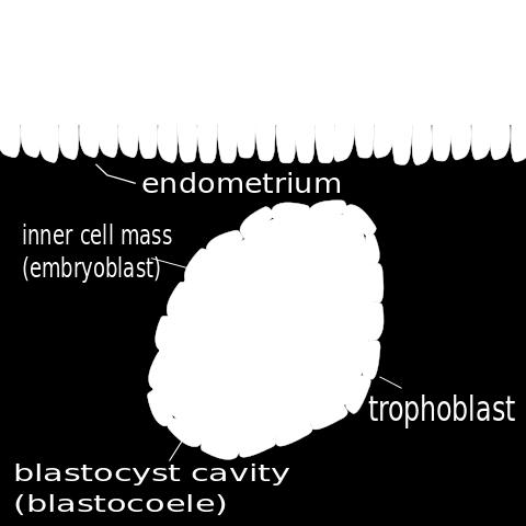 Blastocele