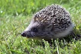 Gutesmittu nr 1 2019 Region Gotland Influensan hittills på Gotland 2018-19 2019-02-15 Det första verifierade influensafallet anmäldes den 28 november.
