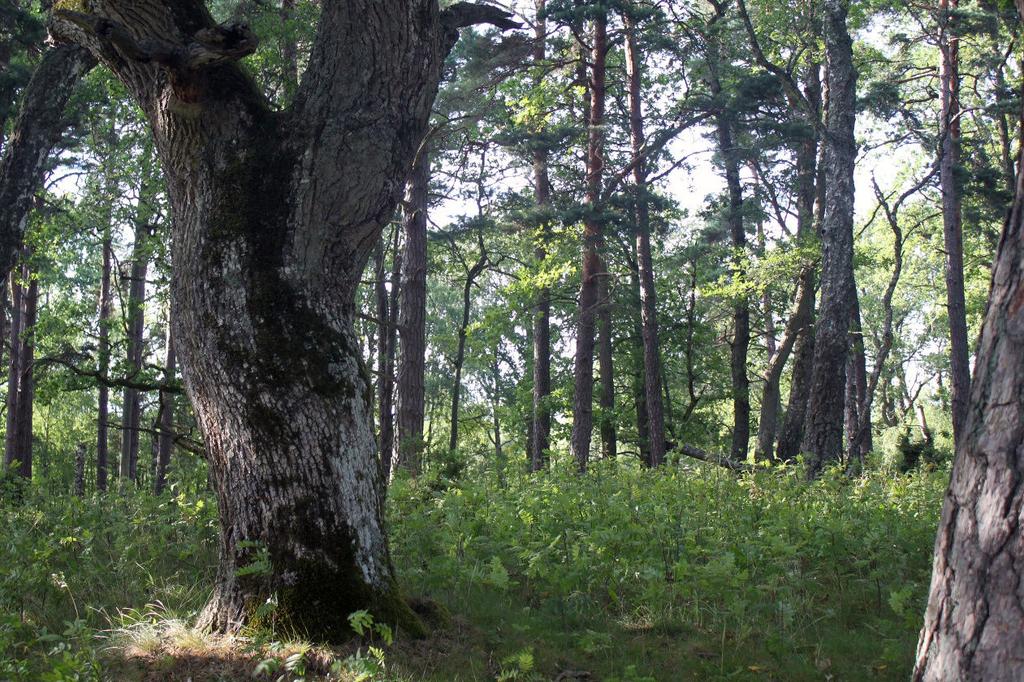 Nötön-Åråsviken är ett större naturreservat beläget längst ner i länets sydöstra delar ca 30 km söder om Kristinehamn i Kristinehamns kommun.