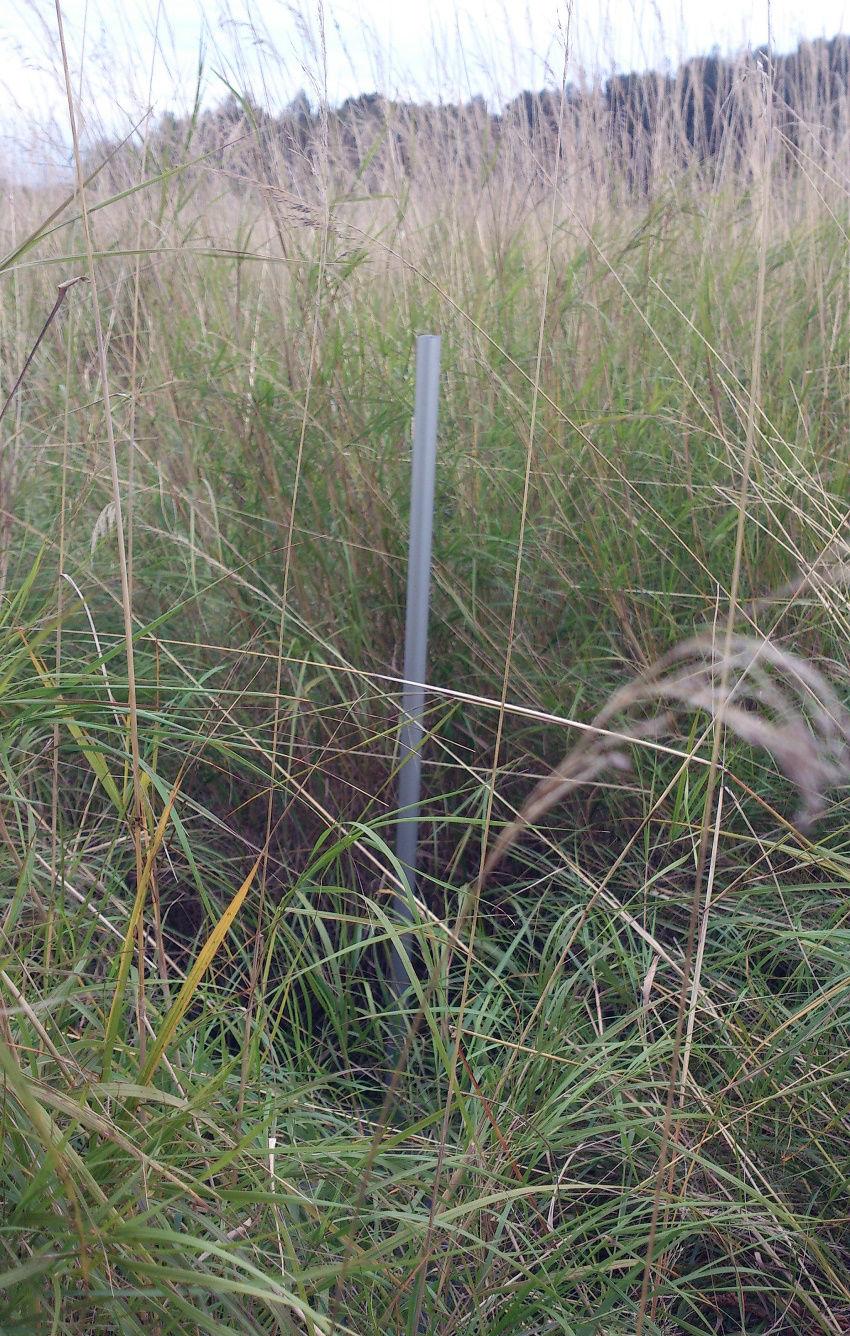 Mätningar höst På varje provpunkt mättes vegetationshöjden, dvs höjden av icke vedartade kärlväxter så som örter och gräs. Mätningen utfördes med gräsmätare.