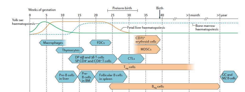 Cell-mediated defence in fetal life
