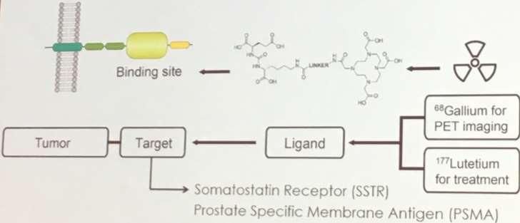 Prostata-specifik membran antigen (PSMA) - trans- membrane glykoprotein med 707- aminosyror extracellulärt, 19 intracelullärt och 24 genom cellmembranen.