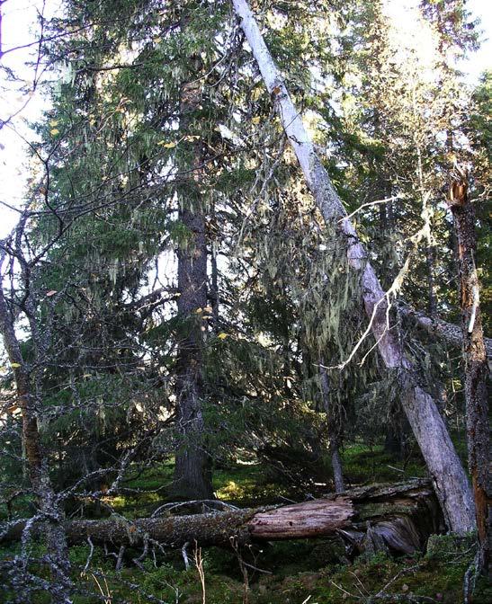 Beslut Datum 2015-06-08 511-8204 - 14 Dnr (anges vid skriftväxling) 1 / 11 Enligt sändlista Beslut för bildande av Stormyrans naturreservat Uppgifter om naturreservatet Naturreservatets namn: