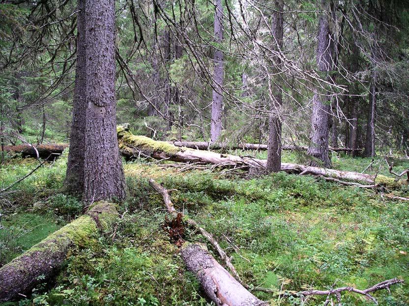 5 / 8 PLANDEL Skötsel och förvaltning av naturreservatets natur- och kulturvärden Naturreservatet är indelat i ett skötselområde (A). Skötselområde A Skogsmyrmosaik.