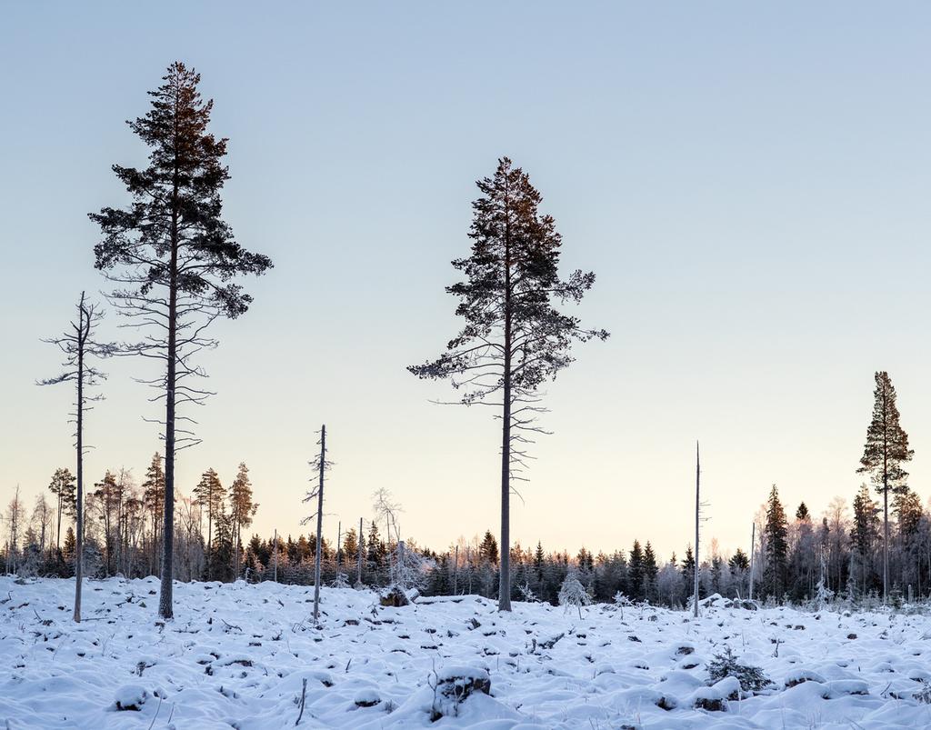 Skogsbeståndet är till 50/50 tall och gran med lövskogsinslag om 14 % respektive 5 % på de två fastigheterna.