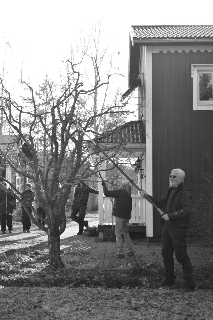 Årets trädbeskärning. Årets trädbeskärning har det blivit i Klutmark hos Åsa Lindström och Barbara Jonsson. En skara på 20-25 personer dök upp, ivriga med frågor om beskärning i olika former.