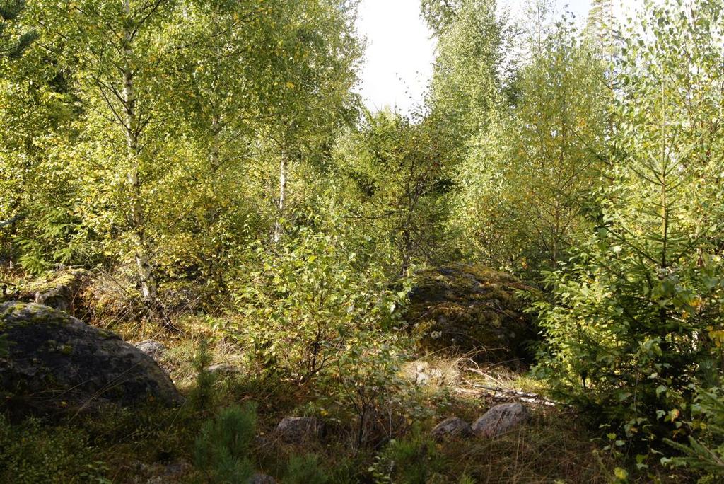 Björkdominerad ungskog i norr Foto: Jens Johannesson Bevarandemål och gynnsamt tillstånd Skötselområdet ska utveckla de naturvärden som finns i målnaturtypen Taiga.
