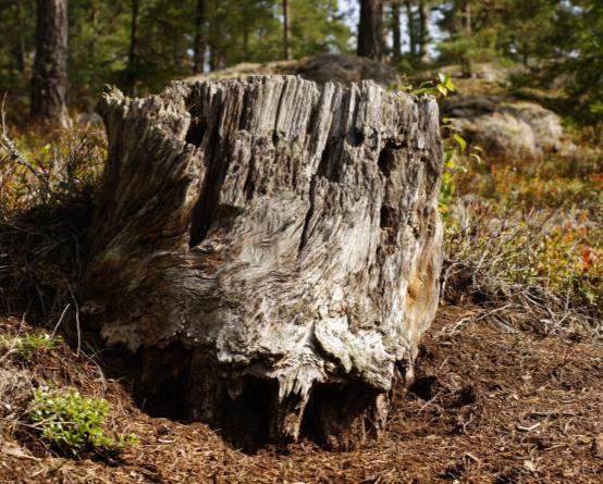 Området ligger i värdetrakt för tallskog och barrblandskog. 3.2 Historisk och nuvarande markanvändning Häradskartan från 1860-talet visar att området var barrskogsklätt med insprängda våtmarksområden.